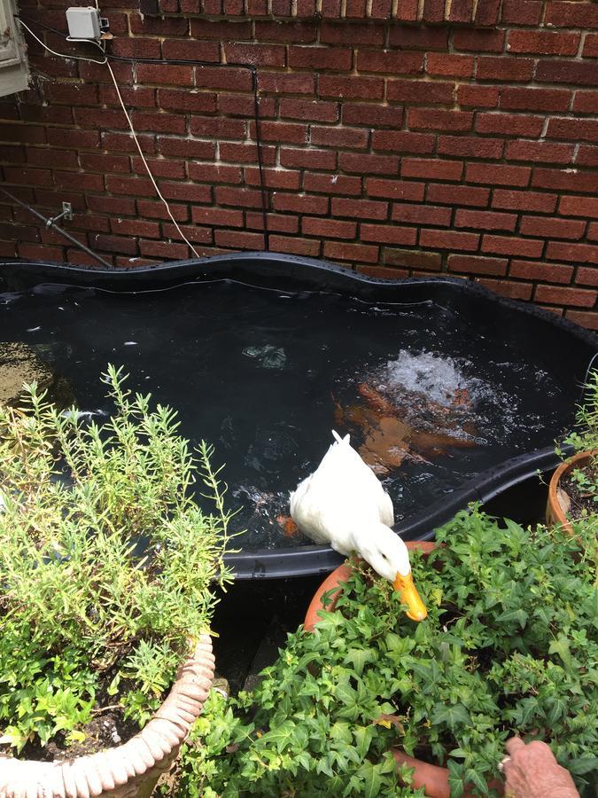 Inman Park Bed And Breakfast 亚特兰大 外观 照片