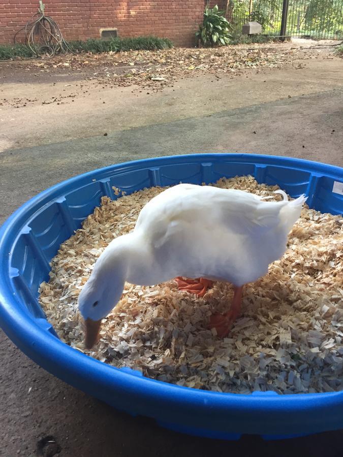 Inman Park Bed And Breakfast 亚特兰大 外观 照片